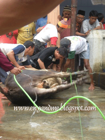 [1-sapi.gif]