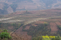 Terraced Paddy Field