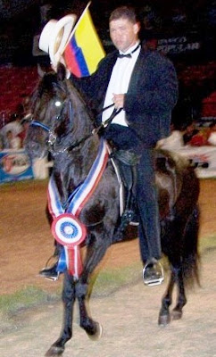 Caballo Criollo Colombiano Paso Fino Tormento
