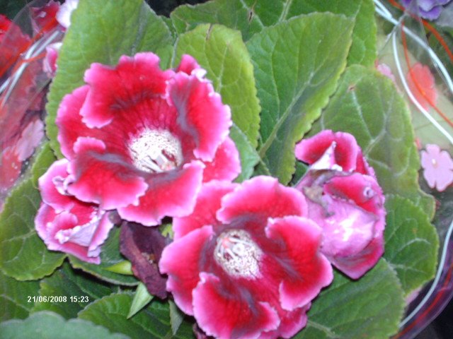 [Imagem+05+2008+1426.jpg]