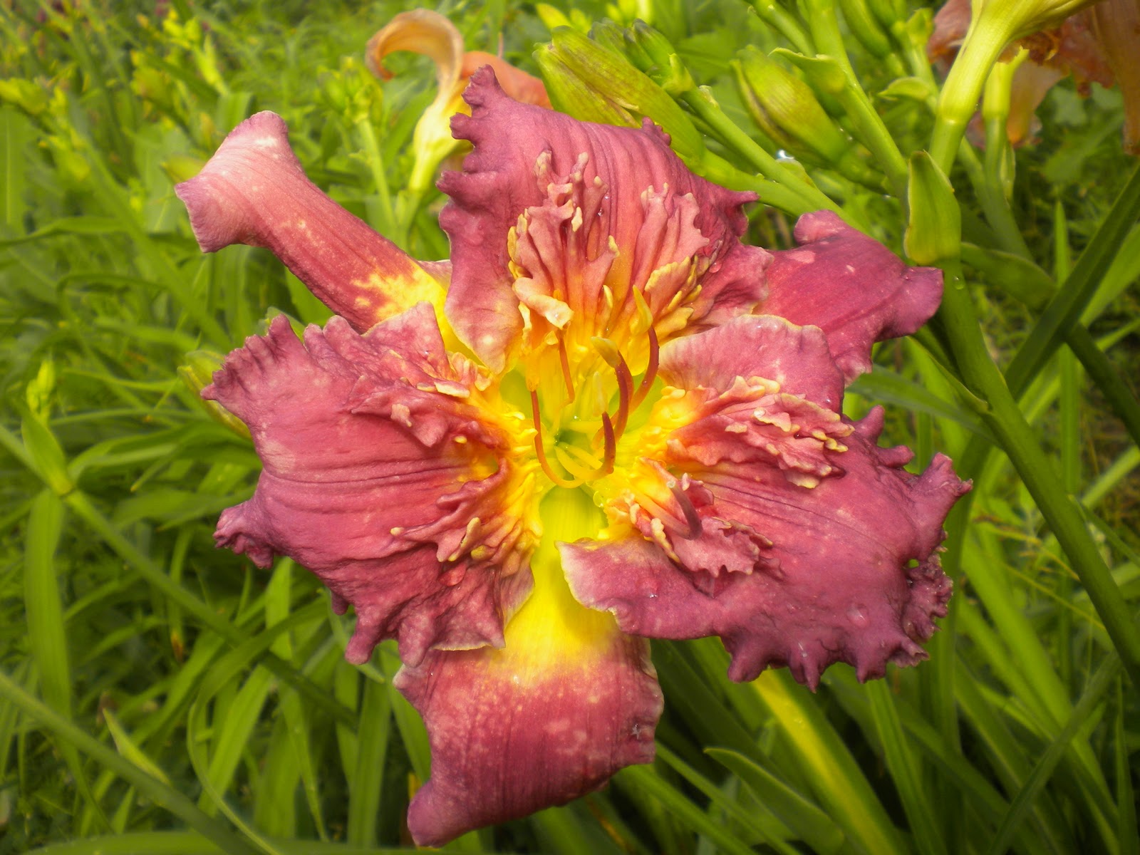 Rainbow Hill Daylily Farm: DAN PATCH 2nd generation of bearded daylily forms "A New Age in Daylilies" by Best
