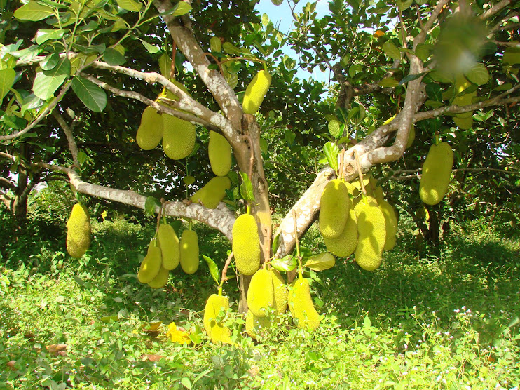 Hasil buah nangka 'MASTURA' di kebun teman