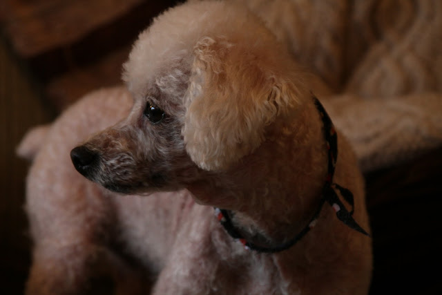 BCxFour: Photoshoot - Poodles & Raw Diet