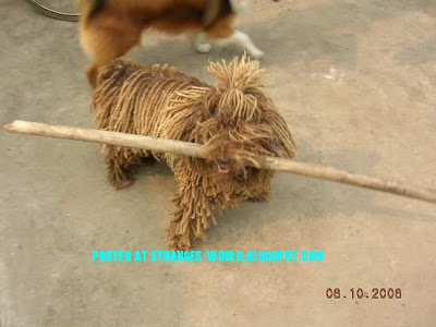 The Mop Dog @ strange pictures