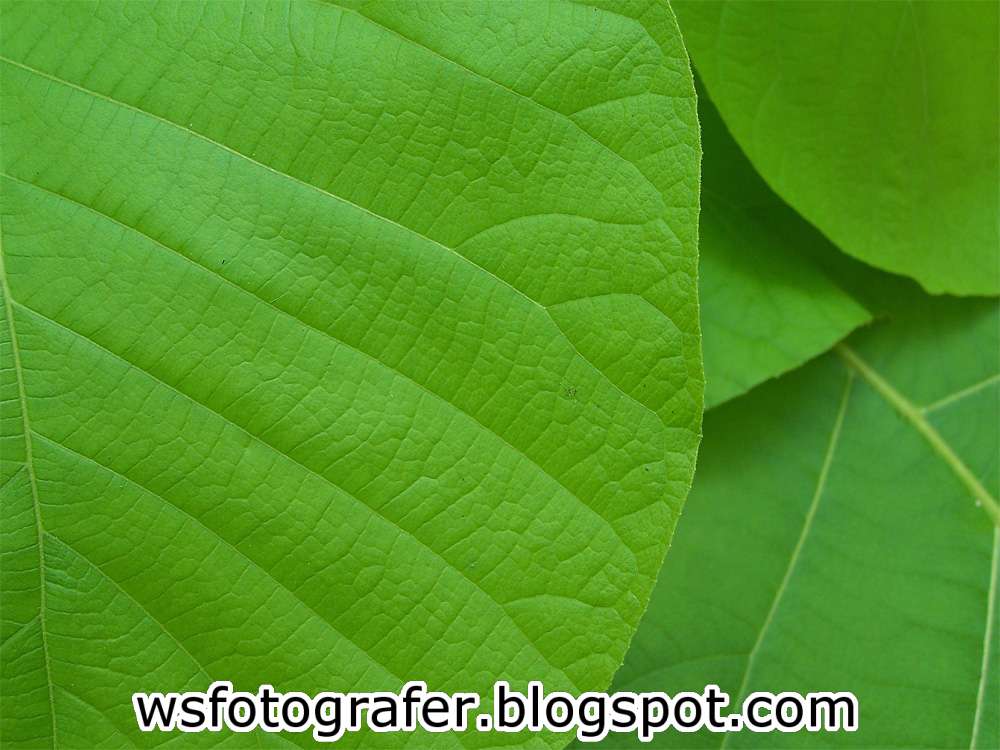 Khasiat Daun Jati Belanda untuk Diet Sehat