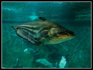 Malaysia Fish: Tapah Fish