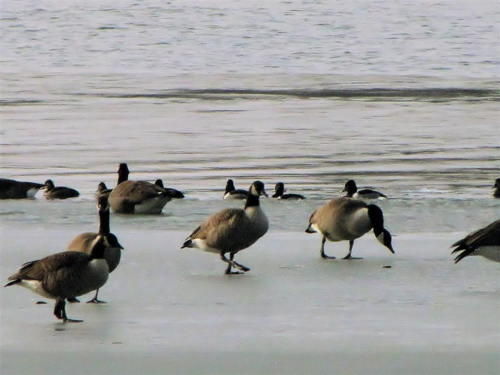 [IMG_6612._Loch+Raven+Geese+(Large).jpg]