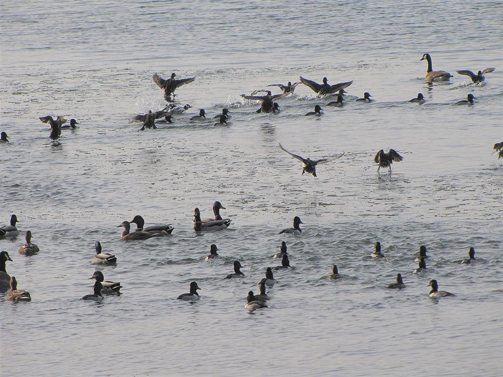 [IMG_6654.JPG_Ducks_Geese+(Large).jpg]