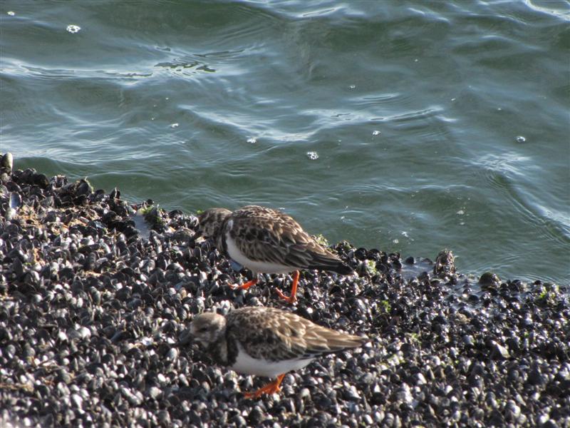 [IMG_6568+(Medium).JPG]