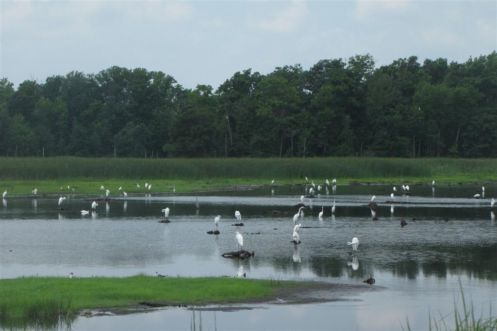 [IMG_3746_Bombay+hook+Egrets+(Large).jpg]