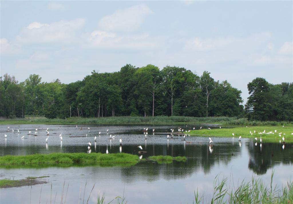 [IMG_3739_+lot+of+Egrets+(Large).jpg]