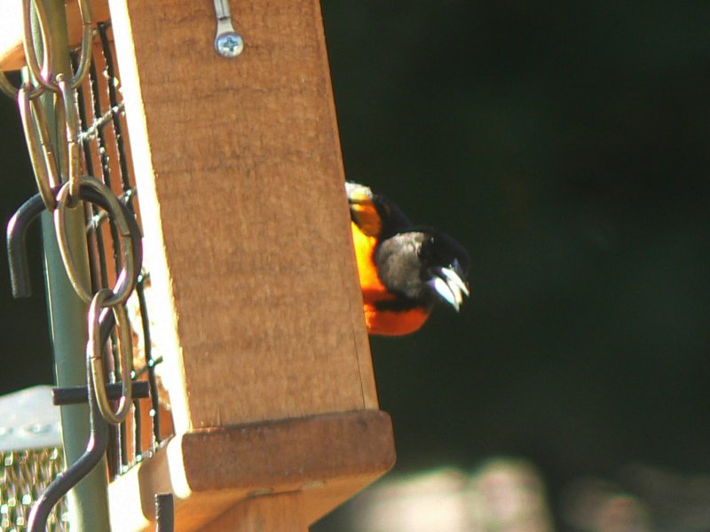 [Orioleatsuet_1.jpg]