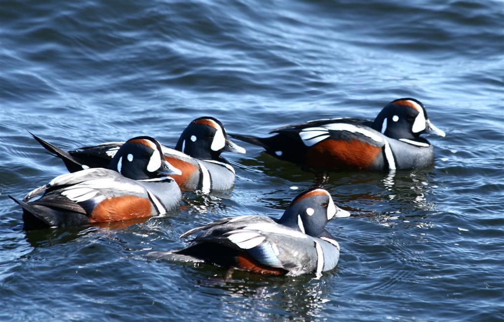 [IMG_2408_Harlequins+(Large).jpg]