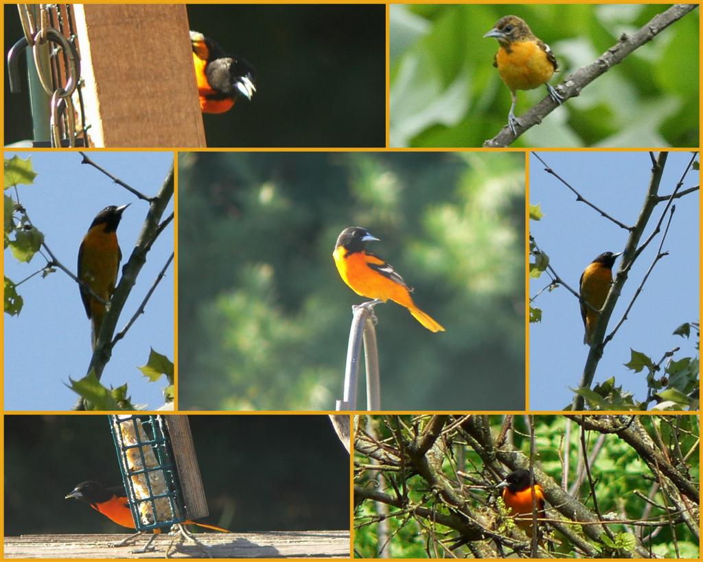 [Orioles+(Large).jpg]