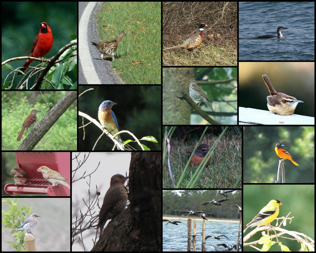 [state+birds+(Large).jpg]