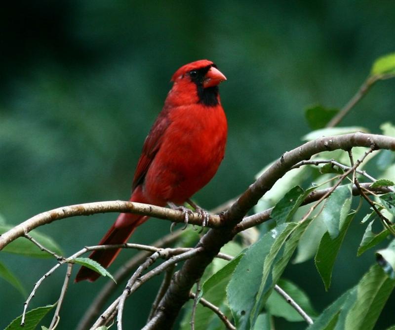 [MaleCardinal_2+(Medium).jpg]