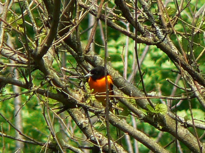 [BaltimoreOriole_1.jpg]