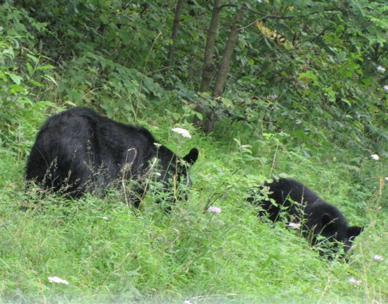 [080809+Shenandoah+Black+bear+and+cub_3+(Medium).jpg]