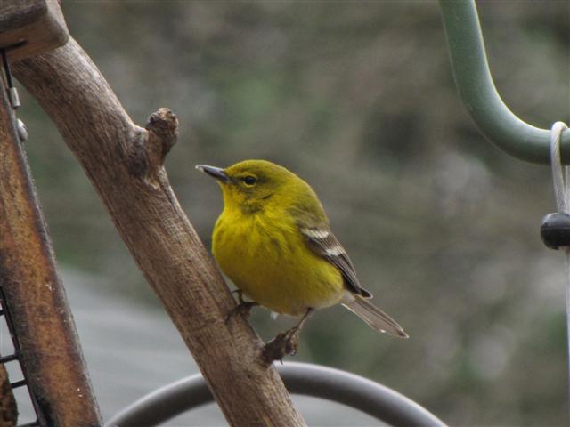 [IMG_0235+(Small).JPG]