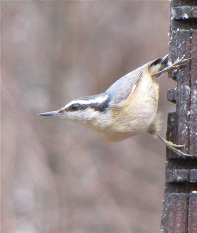 [030809+RedBreasted+Nuthatch_2+(Small).jpg]