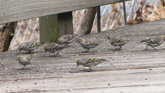 [030809+Pine+Siskins+(Small).jpg]