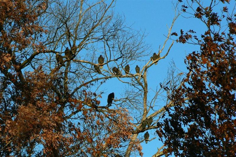 [treefullofTurkeyVultures+(Medium).jpg]