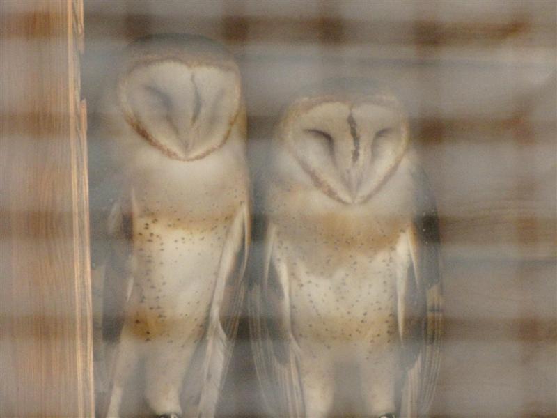 [IMG_4541_Barn+owls+(Medium).jpg]
