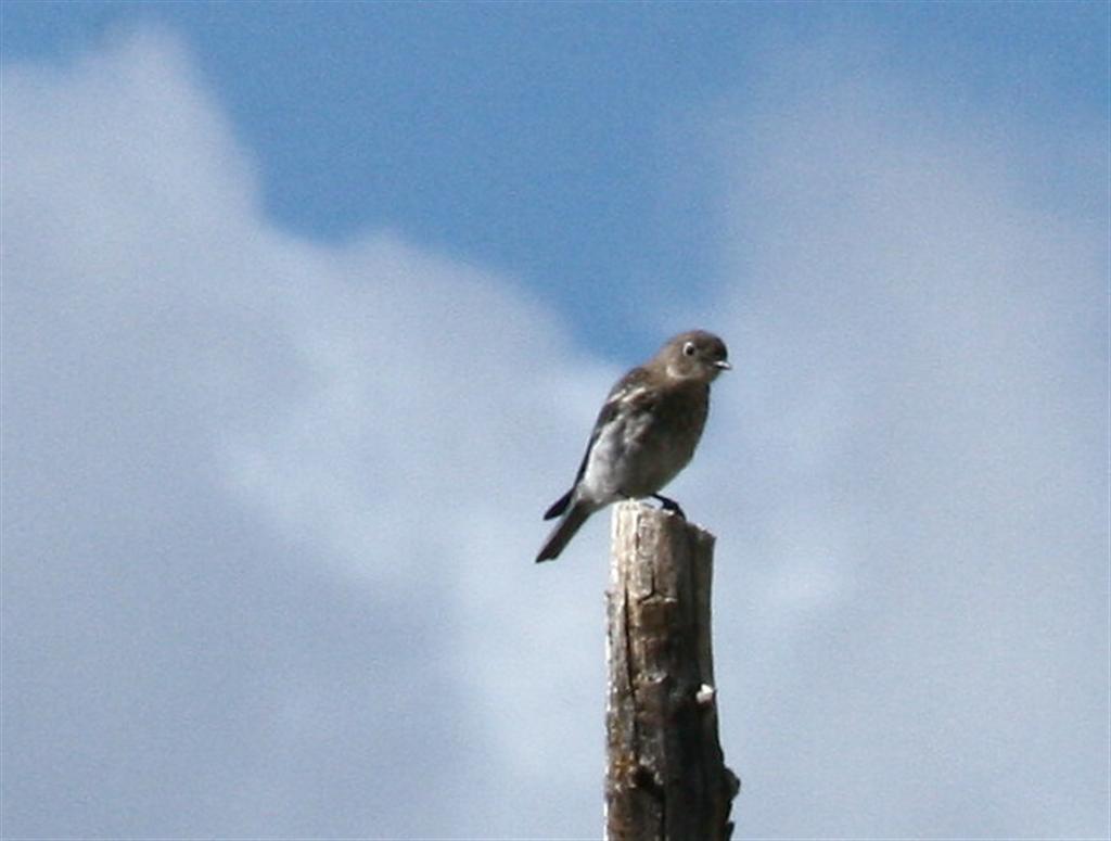 [081408+another+Yellowstone+unknown_1+(Large).jpg]