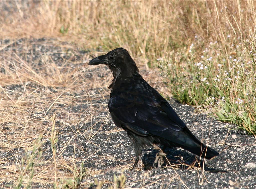 [081508+Yellowstone+Raven+(Large).jpg]