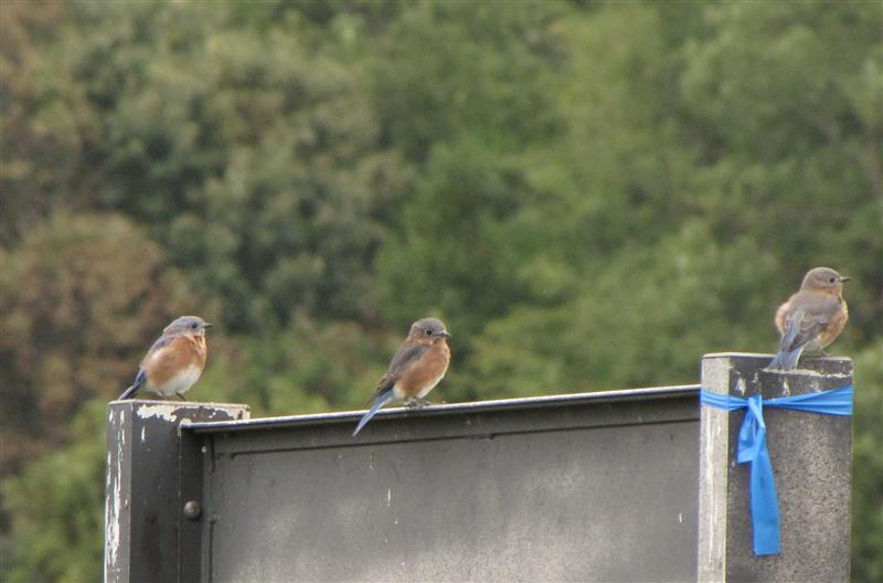 [IMG_4659_Eastern+Bluebirds+on+park+sign+(Medium).jpg]