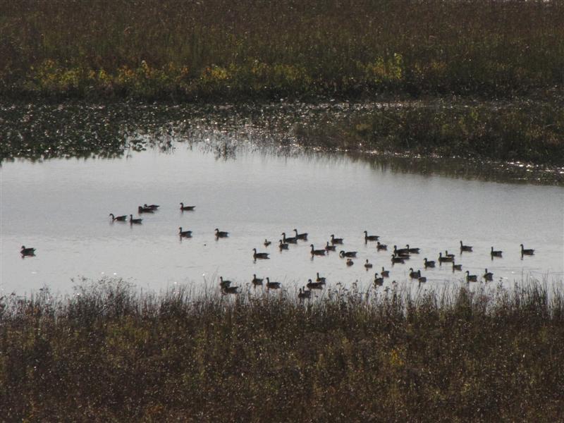 [101109+Patuxent+river+Geese+(Medium).jpg]