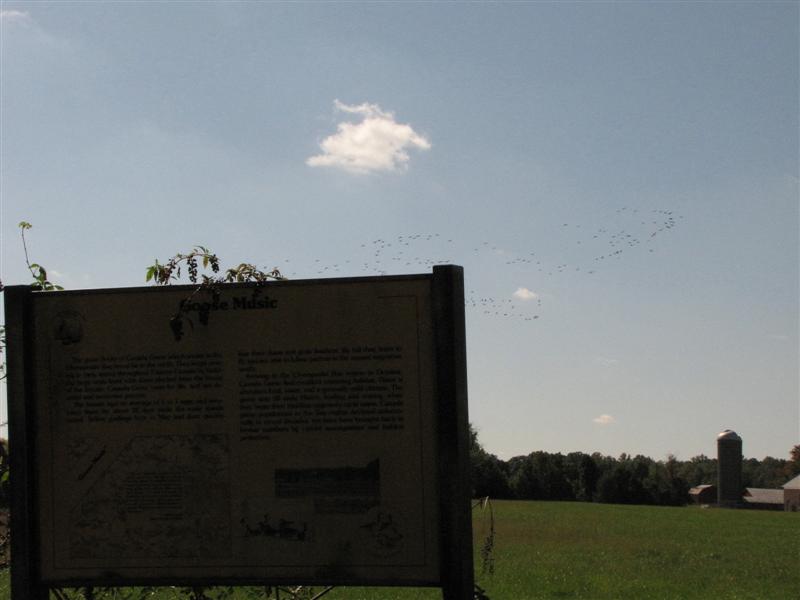 [101109+Incoming+Geese+(Medium).jpg]