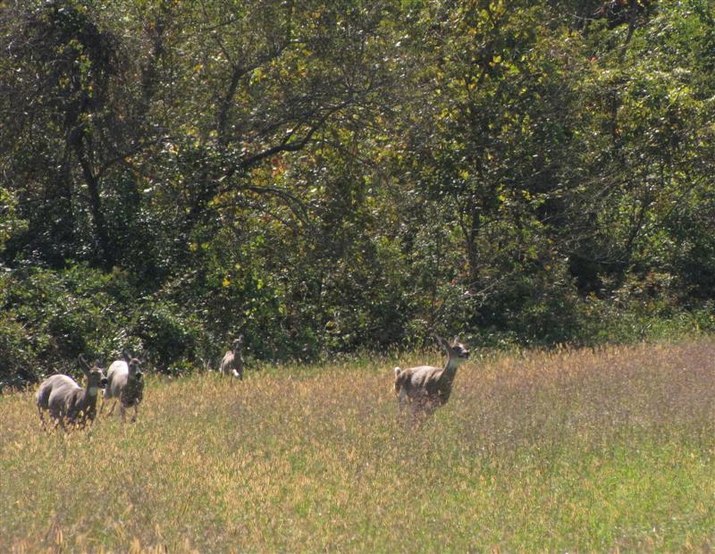 [101209+Merkle+Deer_1+(Medium).jpg]