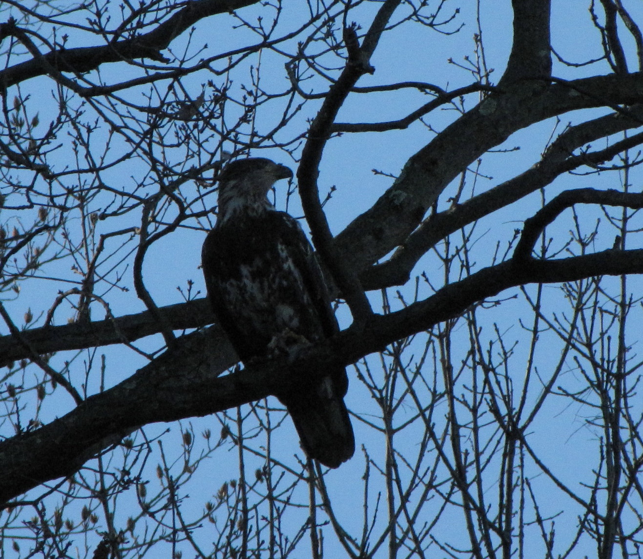 [IMG_5574_Juvie+Eagle.jpg]