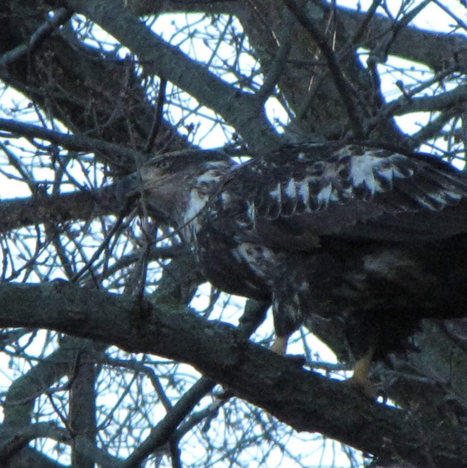 [IMG_5604.JPGEagle+Collage.jpg]