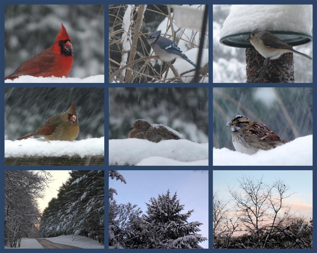[wintry+birds+mosaic+(Large).jpg]