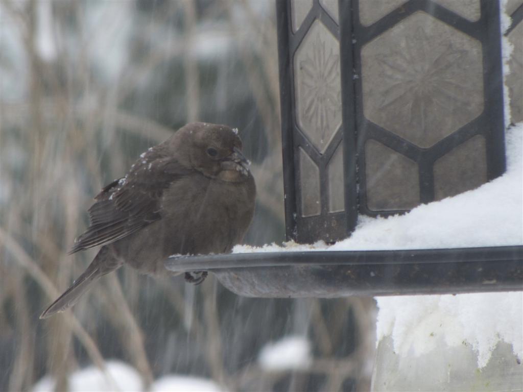 [IMG_5792+(Large).JPG]