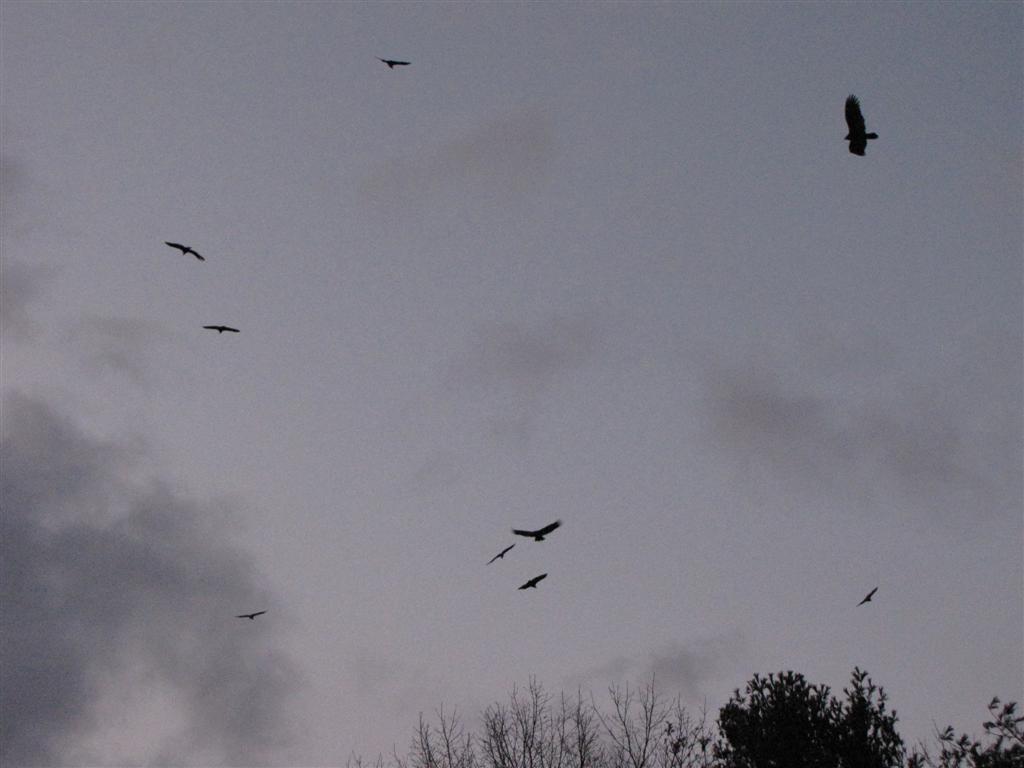 [IMG_5371+(Large).JPG]