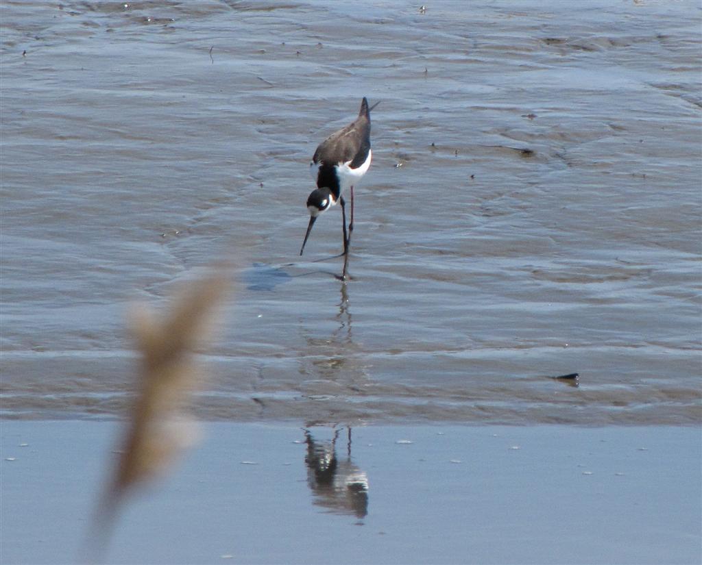 [IMG_0994_Blackneck+Stilt+(Large).jpg]