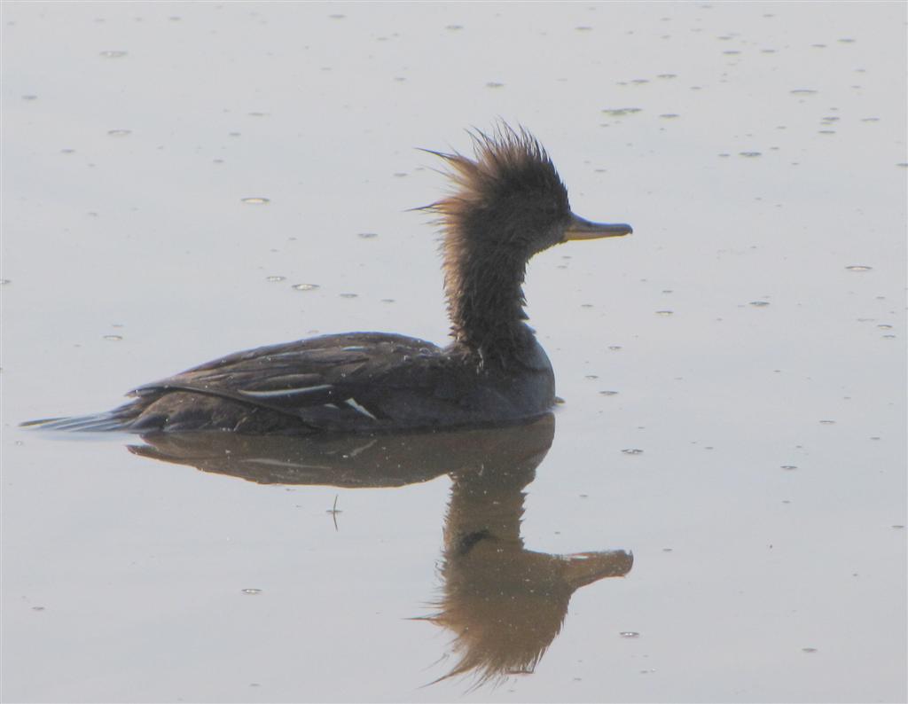 [IMG_1184_momma+Merganser+(Large).jpg]