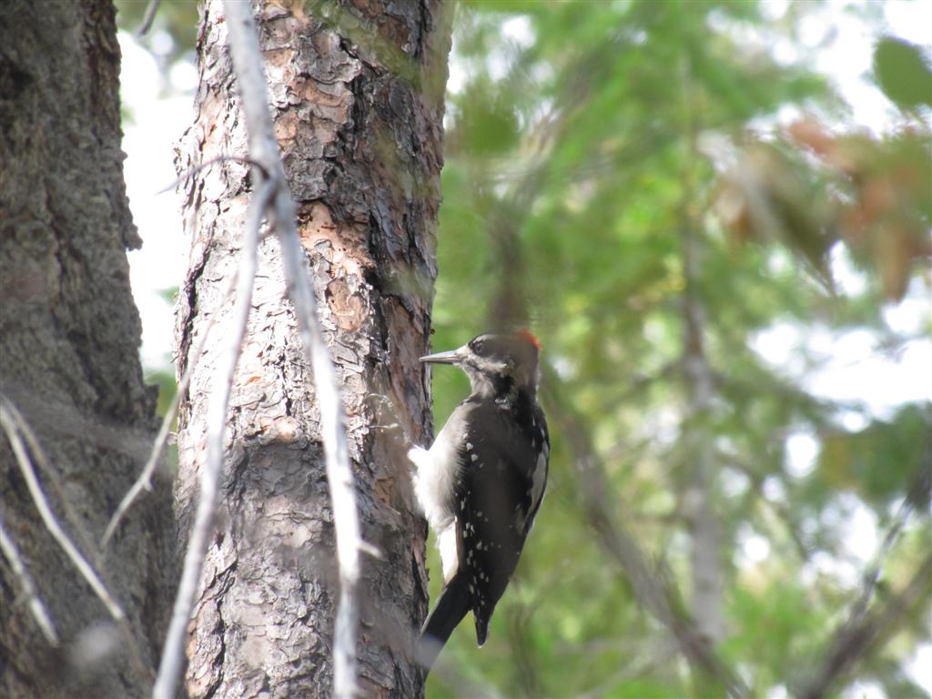 Hairy Woodpecker On The Trail To Coon Lake
