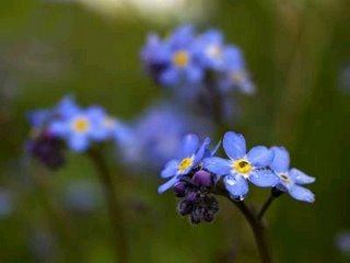 [miosotis_reais_0.jpg]