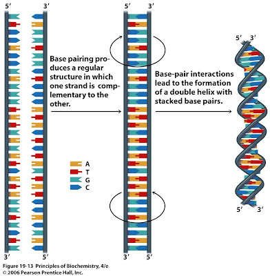 Sandwalk: The Three-Dimensional Structure of DNA