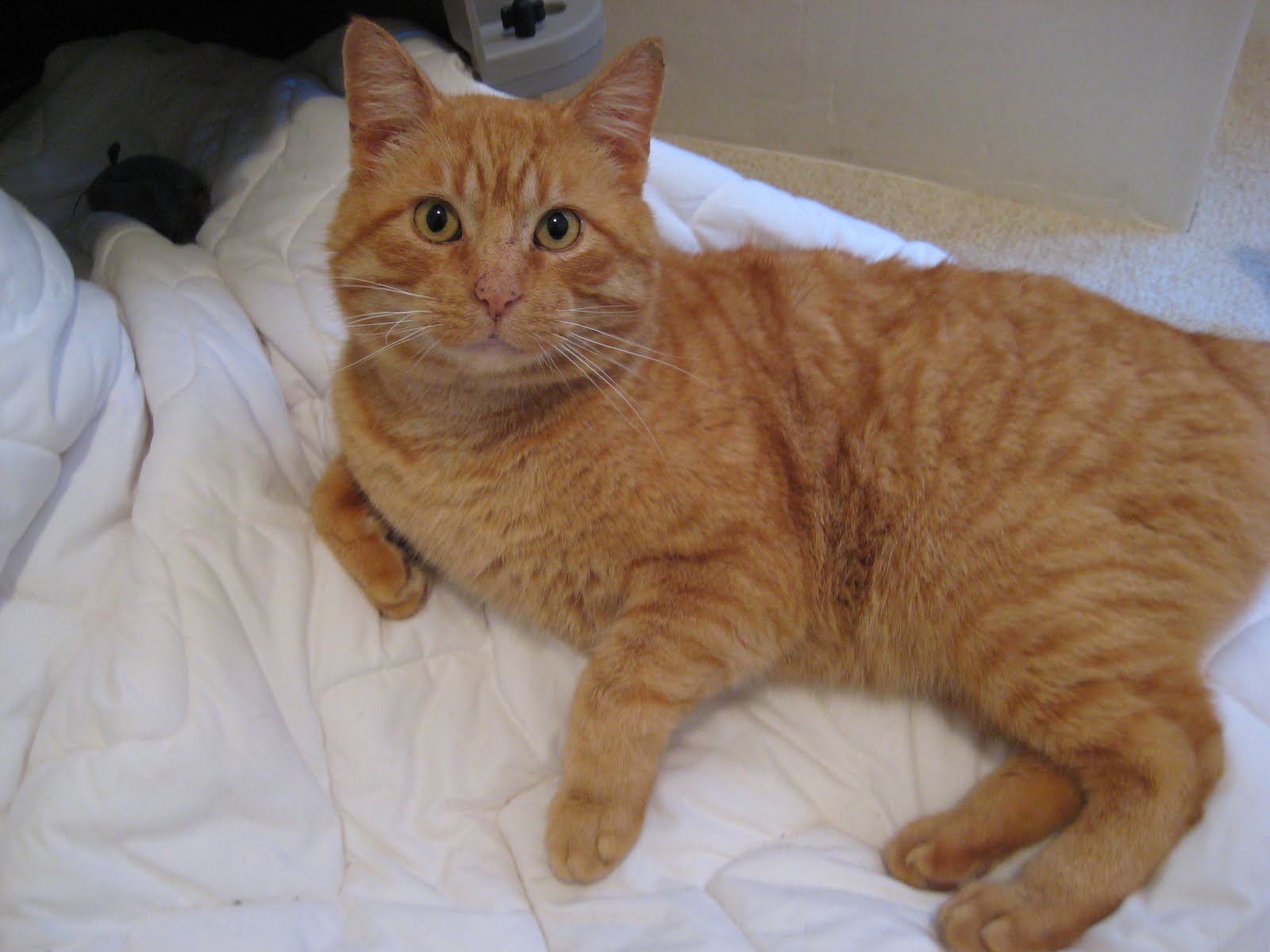 Hyde Park Cats TNR Orange Cat aka Tigler