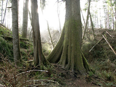 Astoria's Urban Forest and the Cathedral Tree Trail