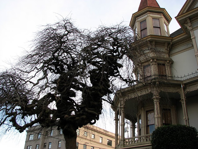 Tree branches and the Flavel House, Astoria, Oregon