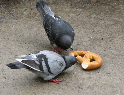 Pigeons with Bagel, New York