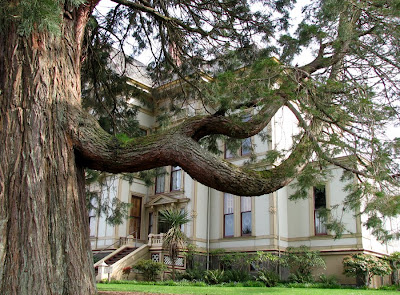 Giant old tree at the Flavel House, Astoria, Oregon