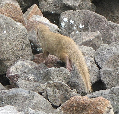 Indian Mongoose, Kona, Hawaii