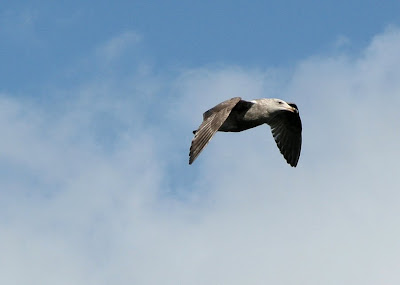 Seagull on the Columbia River at Astoria, Oregon